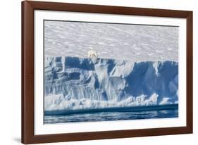 An Adult Polar Bear (Ursus Maritimus) on the Edge of a Huge Iceberg in Arctic Harbour-Michael-Framed Photographic Print