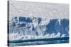 An Adult Polar Bear (Ursus Maritimus) on the Edge of a Huge Iceberg in Arctic Harbour-Michael-Stretched Canvas