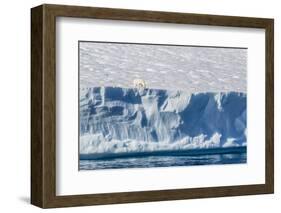 An Adult Polar Bear (Ursus Maritimus) on the Edge of a Huge Iceberg in Arctic Harbour-Michael-Framed Photographic Print