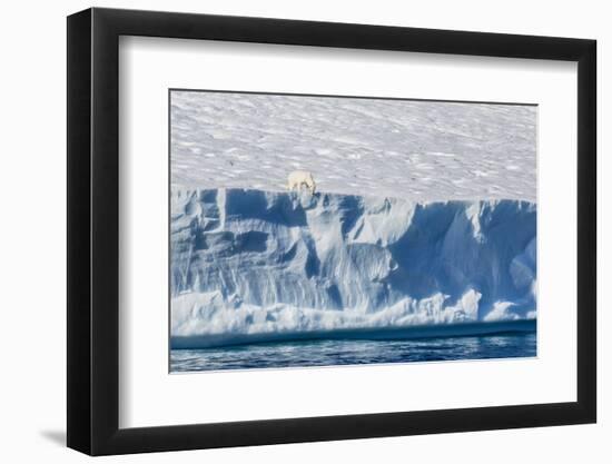 An Adult Polar Bear (Ursus Maritimus) on the Edge of a Huge Iceberg in Arctic Harbour-Michael-Framed Photographic Print