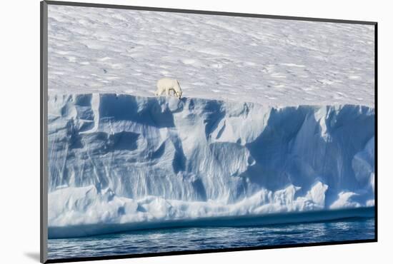 An Adult Polar Bear (Ursus Maritimus) on the Edge of a Huge Iceberg in Arctic Harbour-Michael-Mounted Photographic Print