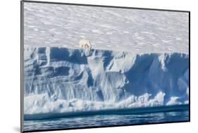 An Adult Polar Bear (Ursus Maritimus) on the Edge of a Huge Iceberg in Arctic Harbour-Michael-Mounted Photographic Print