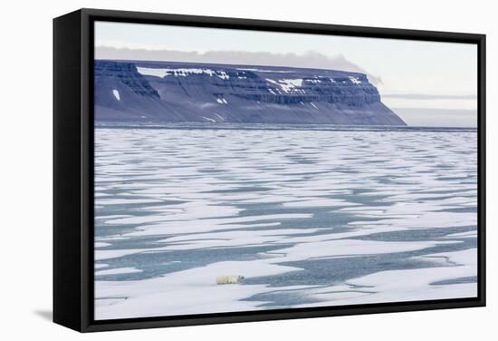 An Adult Polar Bear (Ursus Maritimus) Stalking Seals on Fast Ice in Icy Arm-Michael-Framed Stretched Canvas