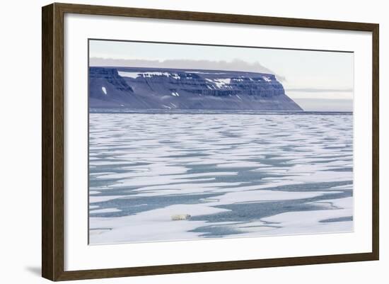 An Adult Polar Bear (Ursus Maritimus) Stalking Seals on Fast Ice in Icy Arm-Michael-Framed Photographic Print