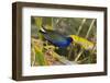 An Adult Purple Gallinule in a Wetland in Northwestern Costa Rica-Neil Losin-Framed Photographic Print