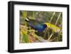 An Adult Purple Gallinule in a Wetland in Northwestern Costa Rica-Neil Losin-Framed Photographic Print