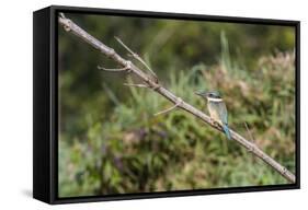An Adult Sacred Kingfisher (Todiramphus Sanctus) on the Daintree River-Michael Nolan-Framed Stretched Canvas