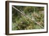 An Adult Sacred Kingfisher (Todiramphus Sanctus) on the Daintree River-Michael Nolan-Framed Photographic Print