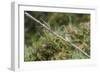 An Adult Sacred Kingfisher (Todiramphus Sanctus) on the Daintree River-Michael Nolan-Framed Photographic Print