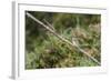 An Adult Sacred Kingfisher (Todiramphus Sanctus) on the Daintree River-Michael Nolan-Framed Photographic Print