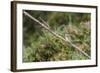 An Adult Sacred Kingfisher (Todiramphus Sanctus) on the Daintree River-Michael Nolan-Framed Photographic Print