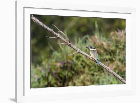 An Adult Sacred Kingfisher (Todiramphus Sanctus) on the Daintree River-Michael Nolan-Framed Photographic Print