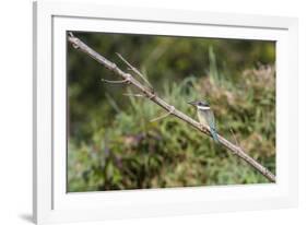 An Adult Sacred Kingfisher (Todiramphus Sanctus) on the Daintree River-Michael Nolan-Framed Photographic Print