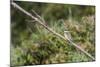 An Adult Sacred Kingfisher (Todiramphus Sanctus) on the Daintree River-Michael Nolan-Mounted Photographic Print