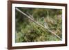 An Adult Sacred Kingfisher (Todiramphus Sanctus) on the Daintree River-Michael Nolan-Framed Photographic Print