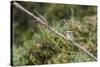 An Adult Sacred Kingfisher (Todiramphus Sanctus) on the Daintree River-Michael Nolan-Stretched Canvas