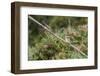 An Adult Sacred Kingfisher (Todiramphus Sanctus) on the Daintree River-Michael Nolan-Framed Photographic Print