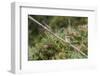 An Adult Sacred Kingfisher (Todiramphus Sanctus) on the Daintree River-Michael Nolan-Framed Photographic Print