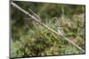 An Adult Sacred Kingfisher (Todiramphus Sanctus) on the Daintree River-Michael Nolan-Mounted Photographic Print