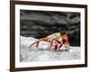 An adult Sally lightfoot crab (Grapsus grapsus), at Puerto Egas, Santiago Island, Galapagos-Michael Nolan-Framed Photographic Print