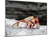 An adult Sally lightfoot crab (Grapsus grapsus), at Puerto Egas, Santiago Island, Galapagos-Michael Nolan-Mounted Photographic Print