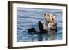 An adult sea otter (Enhydra lutris), swimming in Glacier Bay National Park, Southeast Alaska-Michael Nolan-Framed Photographic Print