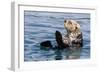 An adult sea otter (Enhydra lutris), swimming in Glacier Bay National Park, Southeast Alaska-Michael Nolan-Framed Photographic Print