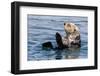 An adult sea otter (Enhydra lutris), swimming in Glacier Bay National Park, Southeast Alaska-Michael Nolan-Framed Photographic Print