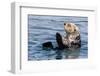 An adult sea otter (Enhydra lutris), swimming in Glacier Bay National Park, Southeast Alaska-Michael Nolan-Framed Photographic Print