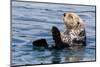 An adult sea otter (Enhydra lutris), swimming in Glacier Bay National Park, Southeast Alaska-Michael Nolan-Mounted Photographic Print