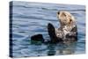 An adult sea otter (Enhydra lutris), swimming in Glacier Bay National Park, Southeast Alaska-Michael Nolan-Stretched Canvas