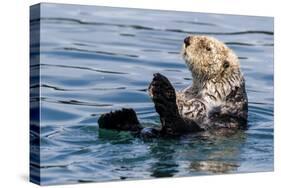 An adult sea otter (Enhydra lutris), swimming in Glacier Bay National Park, Southeast Alaska-Michael Nolan-Stretched Canvas