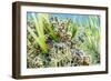 An adult snowflake moray on Sebayur Island, Flores Sea, Indonesia, Southeast Asia-Michael Nolan-Framed Photographic Print