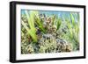 An adult snowflake moray on Sebayur Island, Flores Sea, Indonesia, Southeast Asia-Michael Nolan-Framed Photographic Print