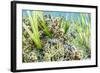 An adult snowflake moray on Sebayur Island, Flores Sea, Indonesia, Southeast Asia-Michael Nolan-Framed Photographic Print