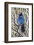 An Adult Steller's Jay (Cyanocitta Stelleri) in Rocky Mountain National Park-Michael Nolan-Framed Photographic Print