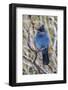 An Adult Steller's Jay (Cyanocitta Stelleri) in Rocky Mountain National Park-Michael Nolan-Framed Photographic Print