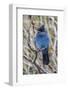 An Adult Steller's Jay (Cyanocitta Stelleri) in Rocky Mountain National Park-Michael Nolan-Framed Photographic Print