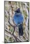 An Adult Steller's Jay (Cyanocitta Stelleri) in Rocky Mountain National Park-Michael Nolan-Mounted Photographic Print