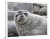 An adult Weddell seal (Leptonychotes weddellii), hauled out on Paulet Island in the Weddell Sea-Michael Nolan-Framed Photographic Print