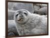 An adult Weddell seal (Leptonychotes weddellii), hauled out on Paulet Island in the Weddell Sea-Michael Nolan-Framed Photographic Print