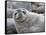 An adult Weddell seal (Leptonychotes weddellii), hauled out on Paulet Island in the Weddell Sea-Michael Nolan-Framed Stretched Canvas