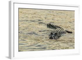 An Adult Wild Saltwater Crocodile (Crocodylus Porosus), Mitchell River National Park-Michael Nolan-Framed Photographic Print