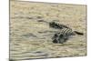 An Adult Wild Saltwater Crocodile (Crocodylus Porosus), Mitchell River National Park-Michael Nolan-Mounted Photographic Print