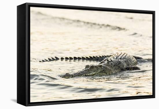 An Adult Wild Saltwater Crocodile (Crocodylus Porosus), Mitchell River National Park-Michael Nolan-Framed Stretched Canvas