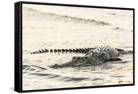 An Adult Wild Saltwater Crocodile (Crocodylus Porosus), Mitchell River National Park-Michael Nolan-Framed Stretched Canvas