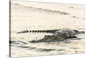 An Adult Wild Saltwater Crocodile (Crocodylus Porosus), Mitchell River National Park-Michael Nolan-Stretched Canvas