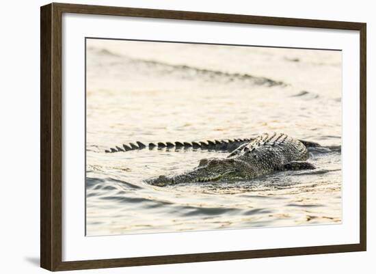 An Adult Wild Saltwater Crocodile (Crocodylus Porosus), Mitchell River National Park-Michael Nolan-Framed Photographic Print