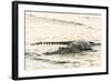 An Adult Wild Saltwater Crocodile (Crocodylus Porosus), Mitchell River National Park-Michael Nolan-Framed Photographic Print