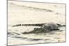 An Adult Wild Saltwater Crocodile (Crocodylus Porosus), Mitchell River National Park-Michael Nolan-Mounted Photographic Print